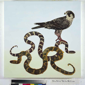 Peregrine Falcon Over King Snake, 2008, Mischtechnik auf Leinwand, 76,5 x 76,2 cm