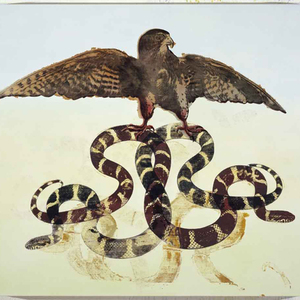 Winged Fakon Over Double King Snake 2008, Mischtechnik auf Leinwand, 71,1 x 86,4 cm