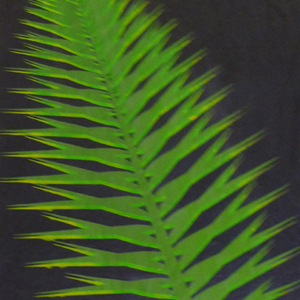 o.T., 2008, Ölpigment auf Papier, 53 x 35,5 cm